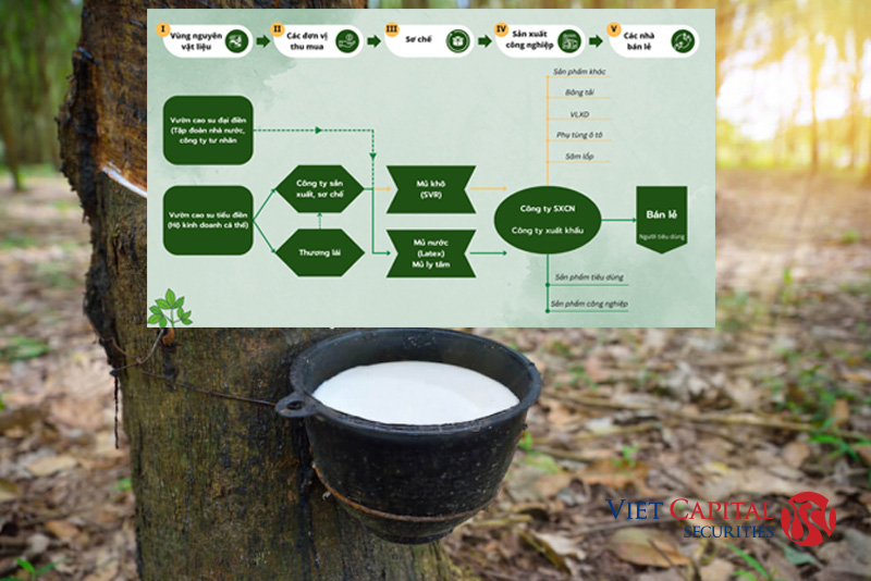 Phân tích quy trình sản xuất & Chuỗi giá trị ngành Cao Su và các doanh nghiệp tiêu biểu